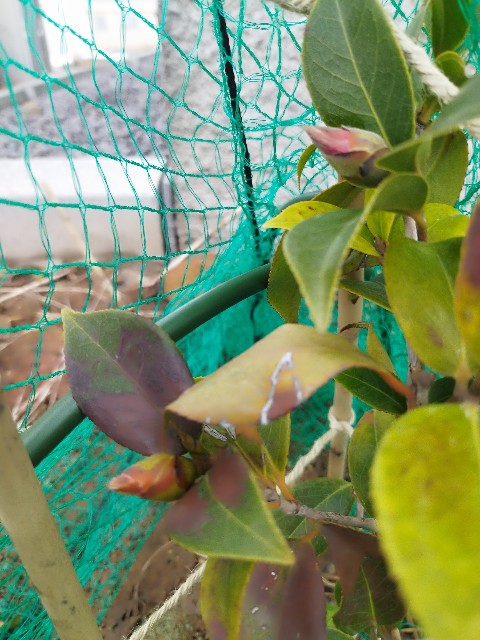 f:id:ushidayo3:20250408113032j:image