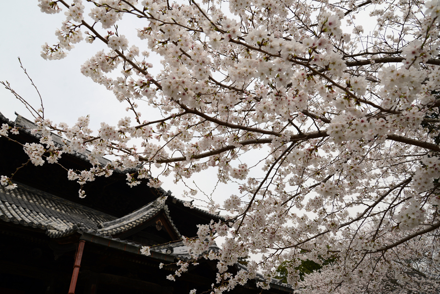 粉河寺