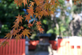 下鴨神社