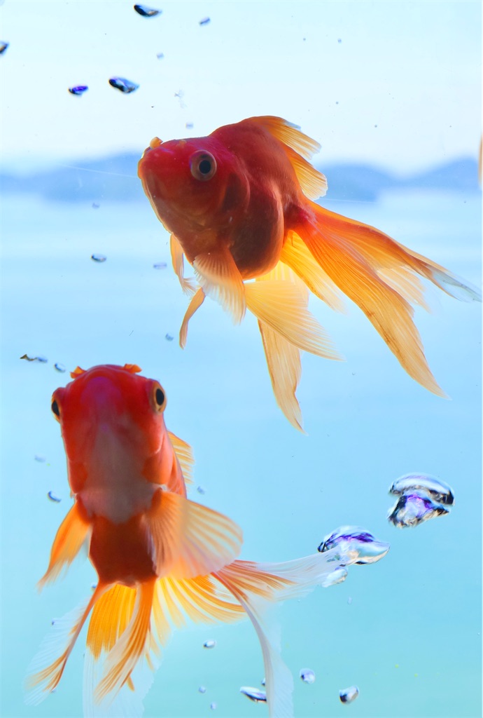 f:id:ushinokoi:20260608180825j:image f:id:ushinokoi:20260608180825j:image
