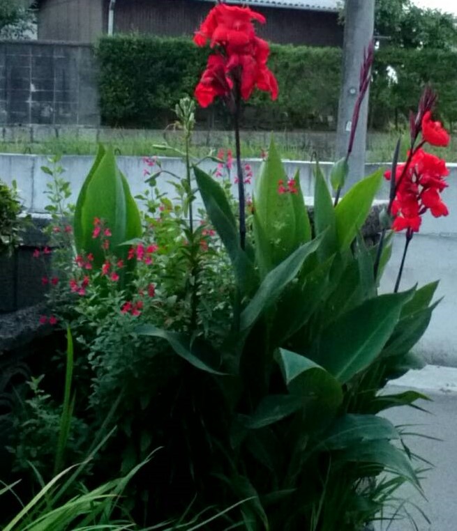 f:id:ushio-salt:20210625094203j:plain