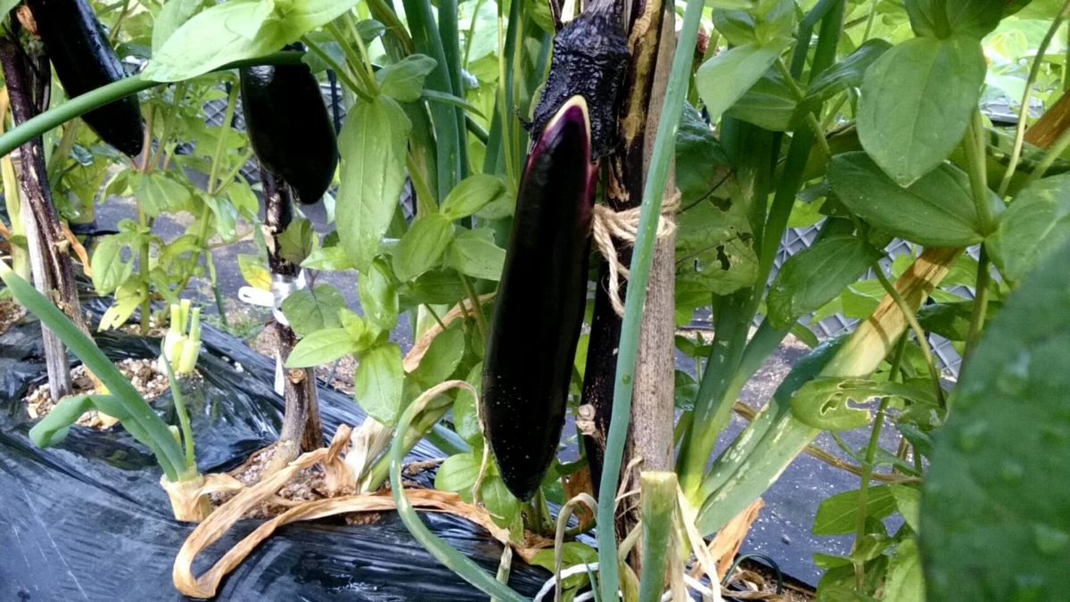 f:id:ushio-salt:20210701120641j:plain