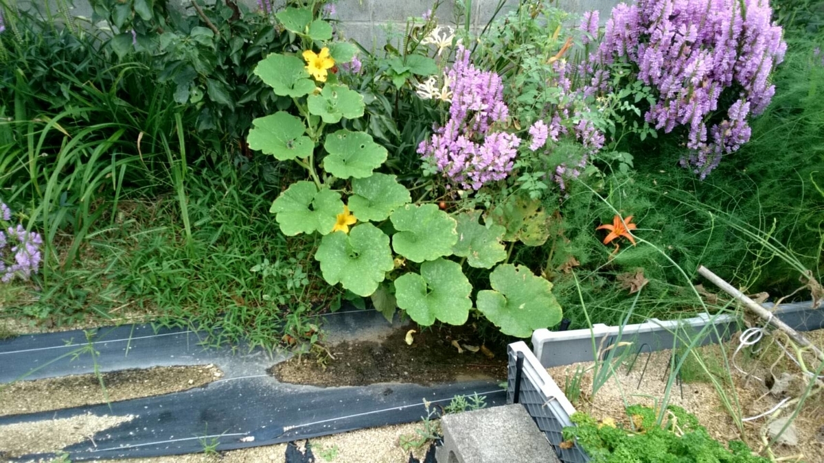 f:id:ushio-salt:20210906114300j:plain