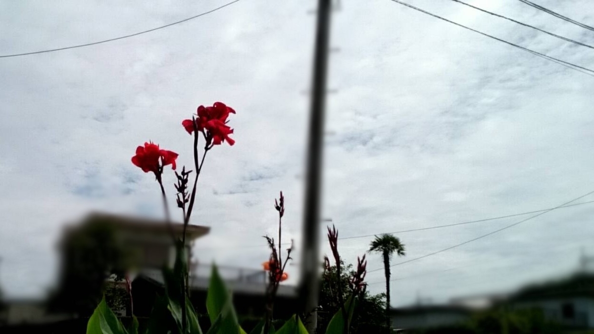 f:id:ushio-salt:20210906115840j:plain