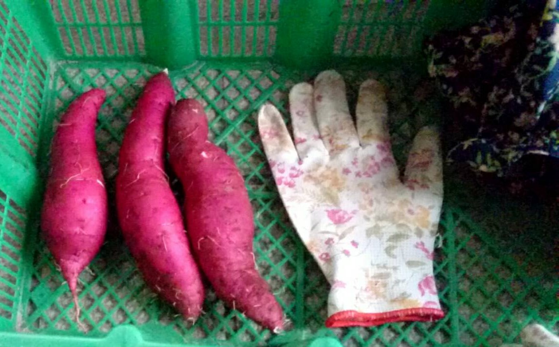 f:id:ushio-salt:20210921190927j:plain