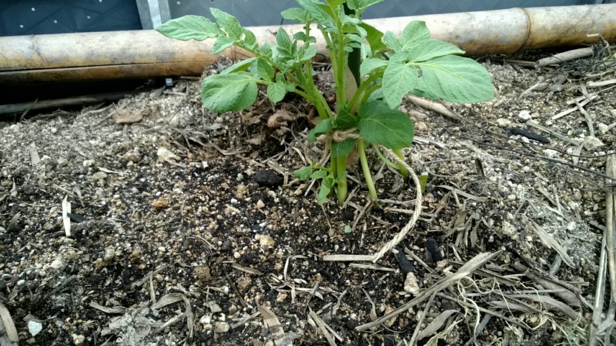 f:id:ushio-salt:20210921191258j:plain