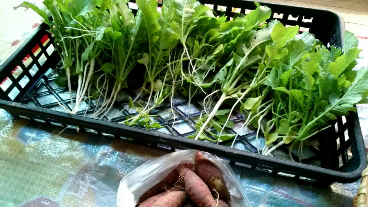 f:id:ushio-salt:20210930142845j:plain