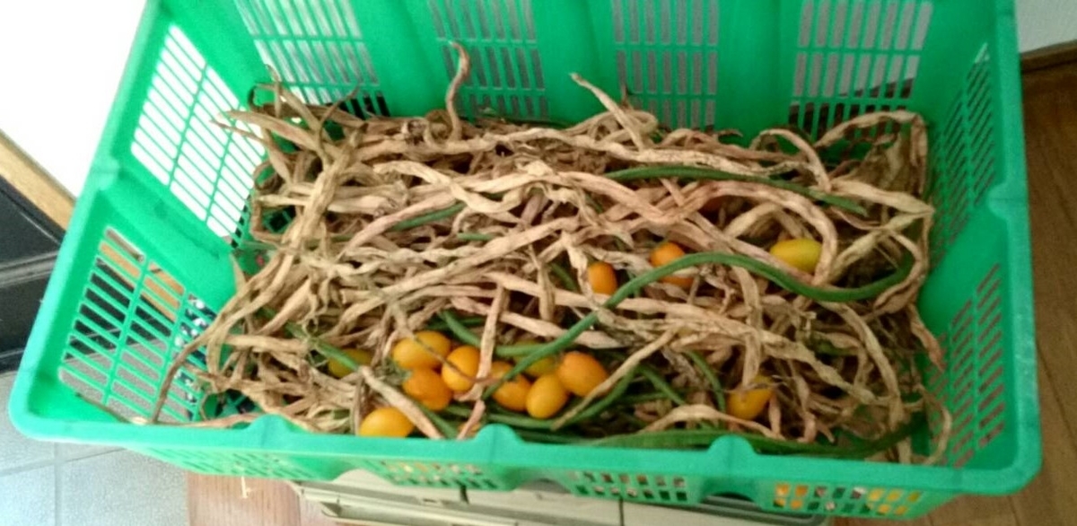 f:id:ushio-salt:20211026100747j:plain