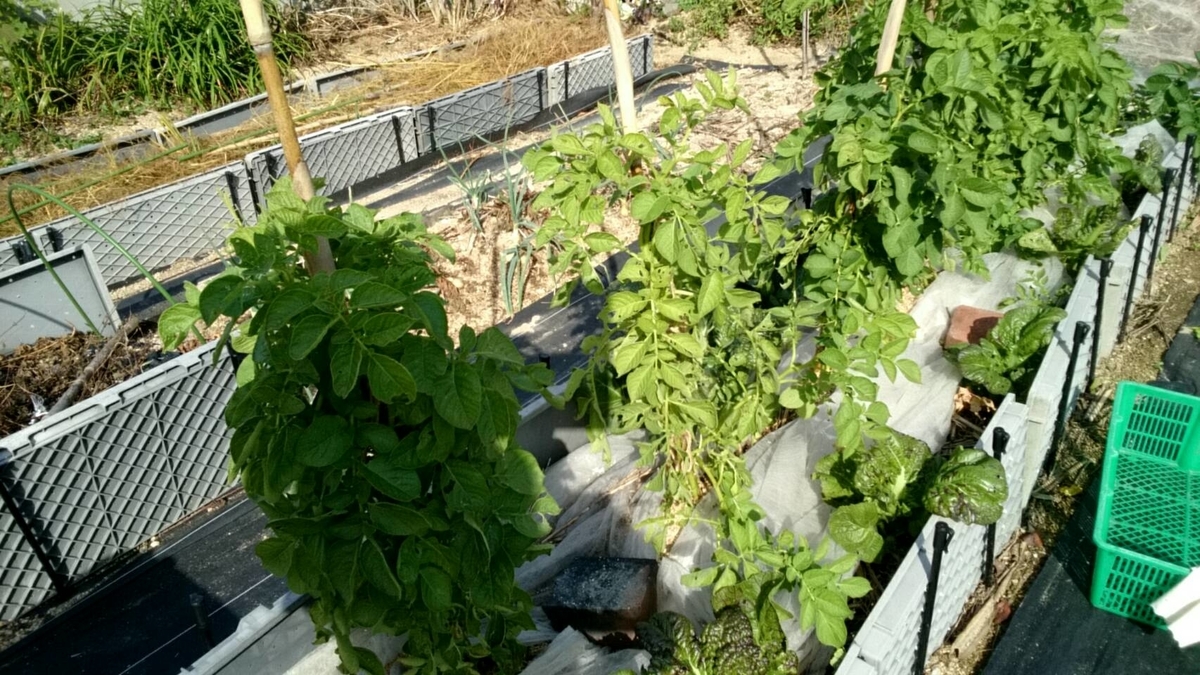 f:id:ushio-salt:20211118143322j:plain