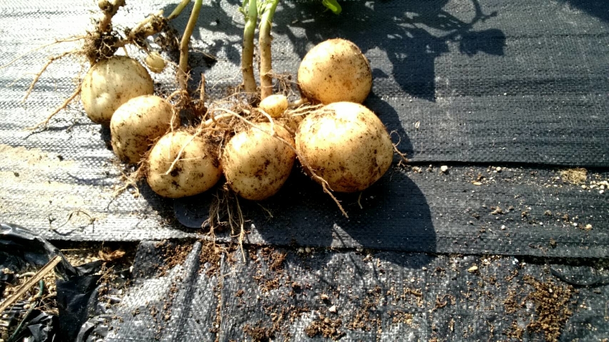 f:id:ushio-salt:20211118143423j:plain