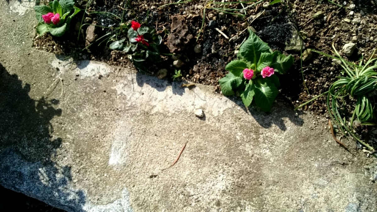 f:id:ushio-salt:20211118143749j:plain