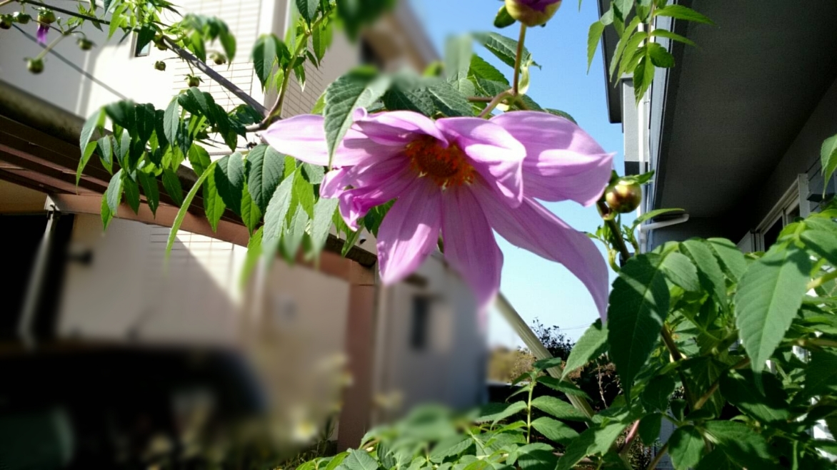 f:id:ushio-salt:20211118144417j:plain