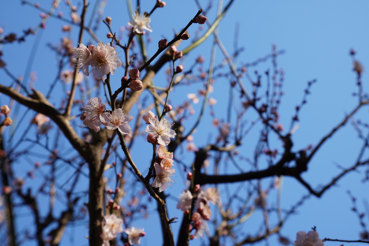 f:id:ushio-salt:20220201131851j:plain