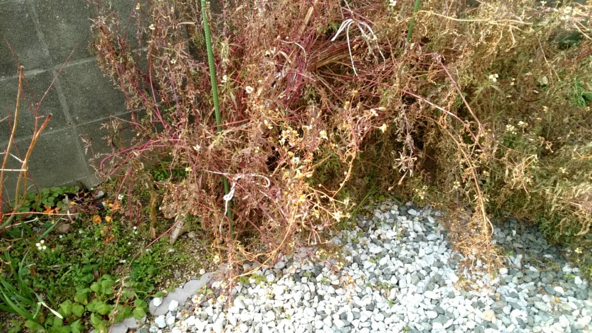 f:id:ushio-salt:20220228105153j:plain