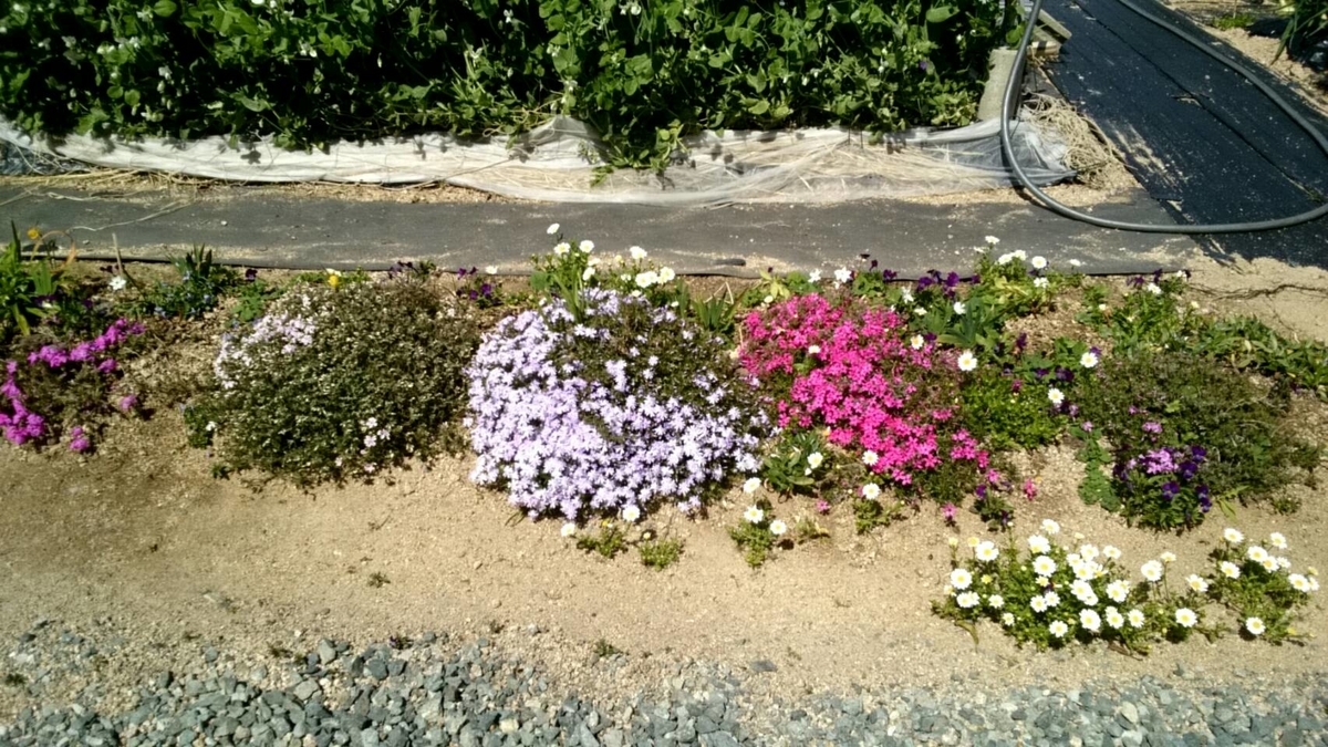 f:id:ushio-salt:20220405132822j:plain