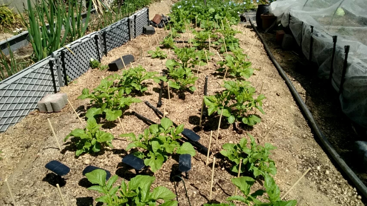 f:id:ushio-salt:20220405133215j:plain