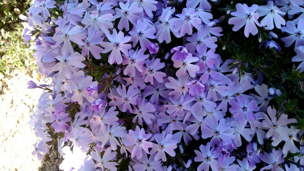 f:id:ushio-salt:20220405133549j:plain