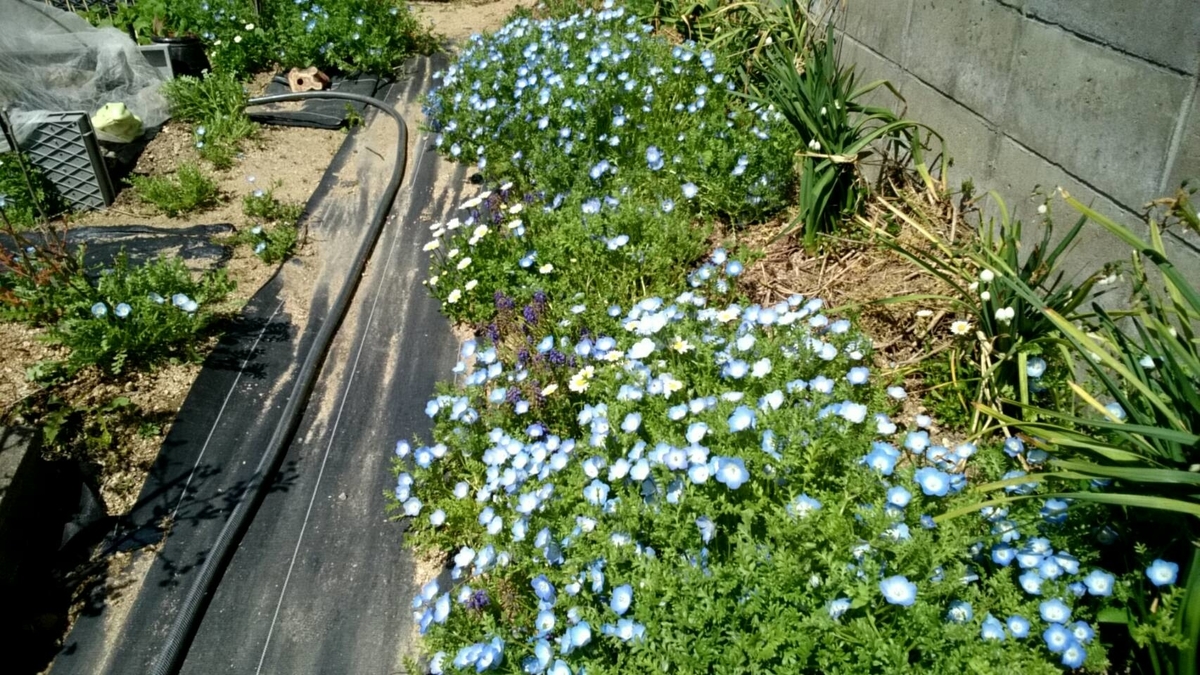 f:id:ushio-salt:20220405135612j:plain