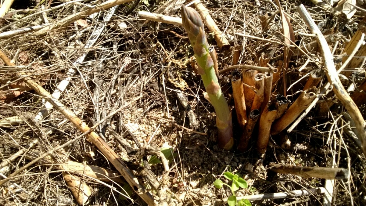 f:id:ushio-salt:20220405141504j:plain