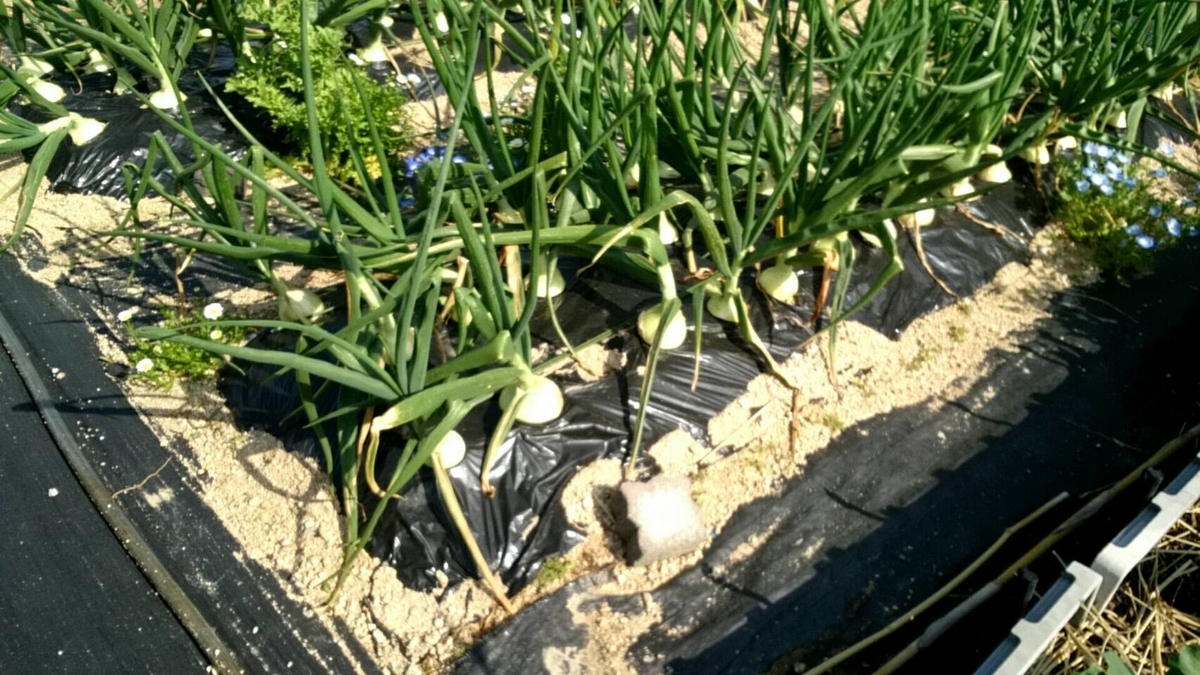 f:id:ushio-salt:20220411190644j:plain