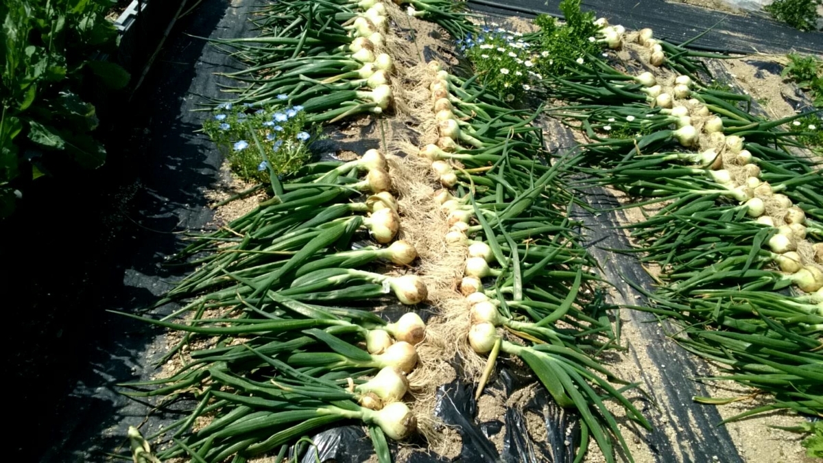 f:id:ushio-salt:20220411190728j:plain