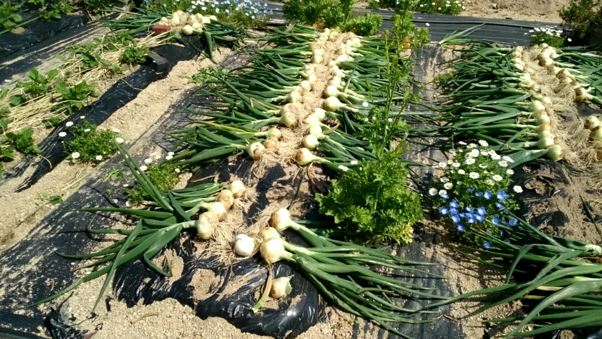 f:id:ushio-salt:20220411190741j:plain