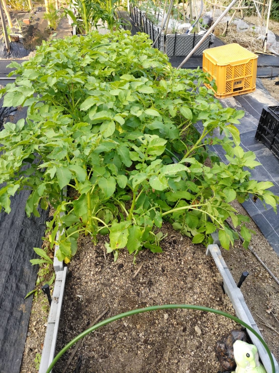5月23日の畑作業 ケメの日常生活