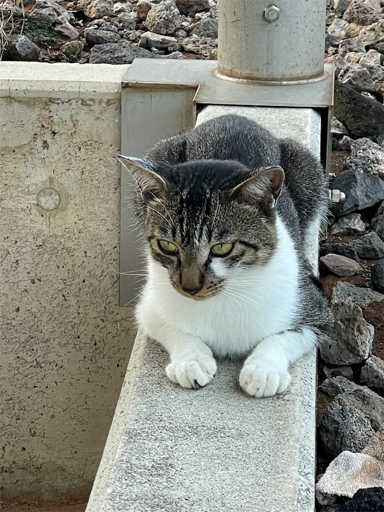 f:id:ushironoko:20250104123354j:image