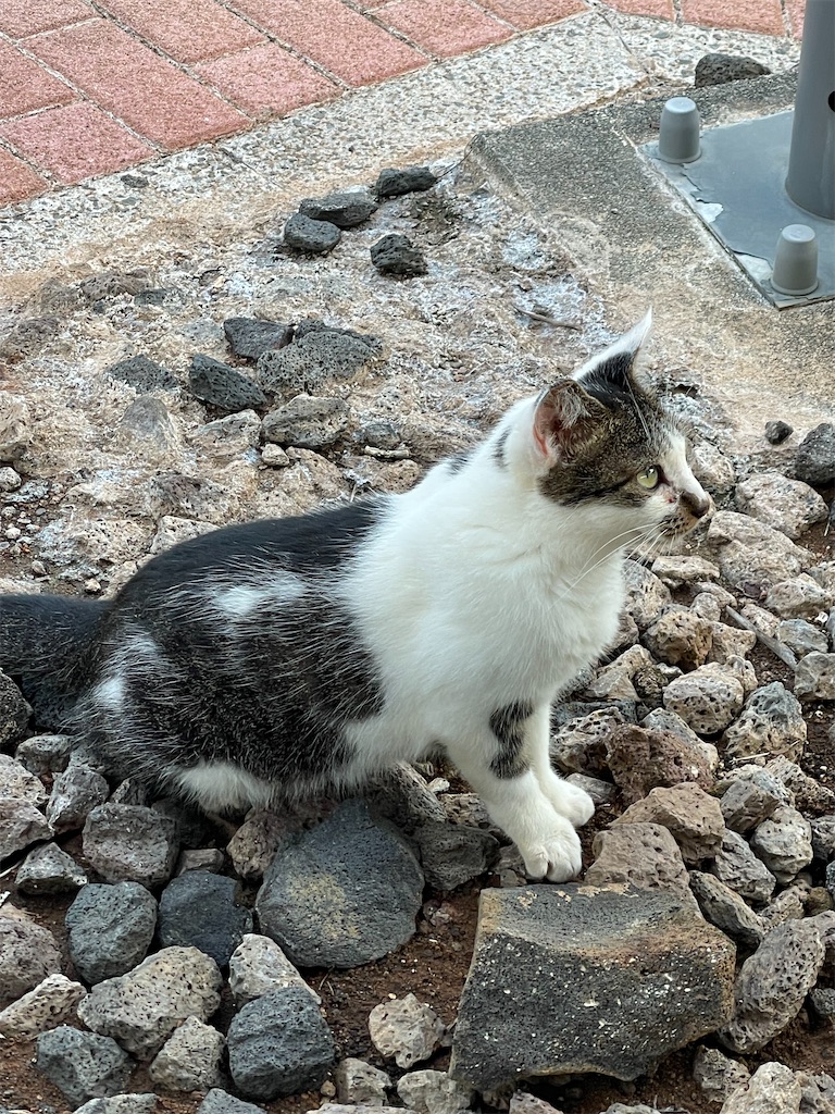 f:id:ushironoko:20250104123357j:image