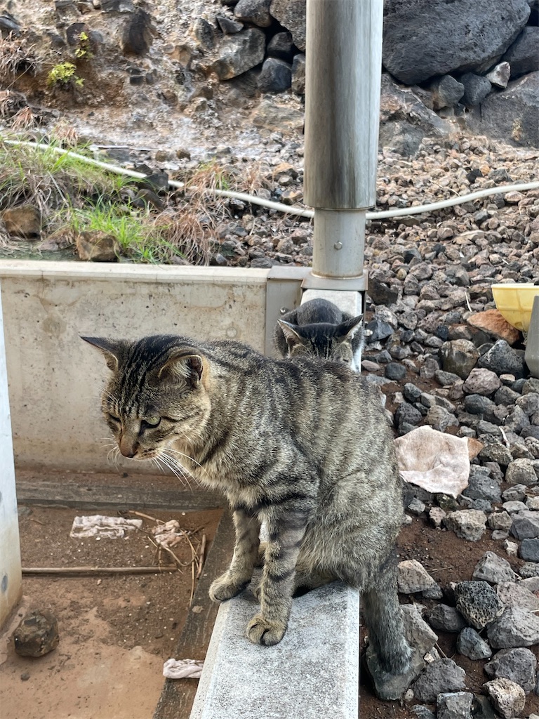 f:id:ushironoko:20250104123401j:image