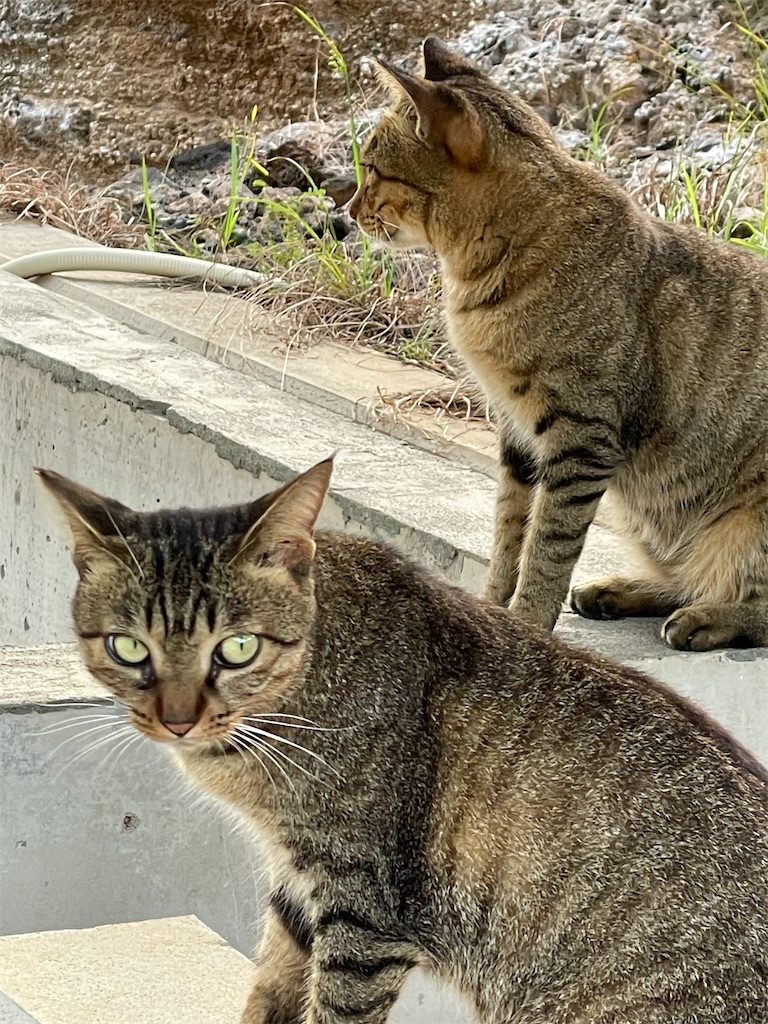 f:id:ushironoko:20250104123405j:image