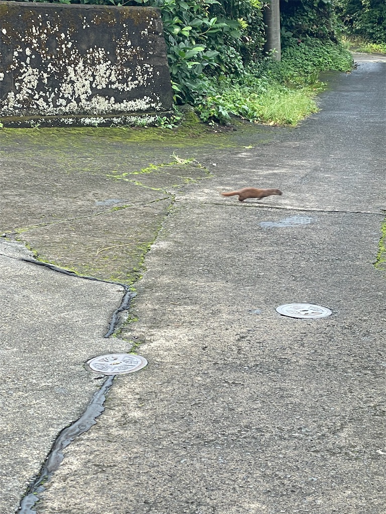 f:id:ushironoko:20250104123419j:image