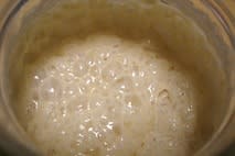 ヨーグルト酵母