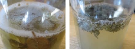 バジル酵母