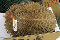 ドリアン