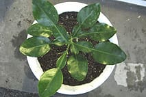 こぶみかん