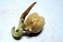 ひよこ豆
