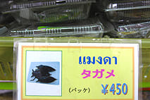 おうちガパオ9