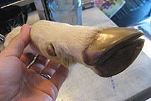 TAPiR3