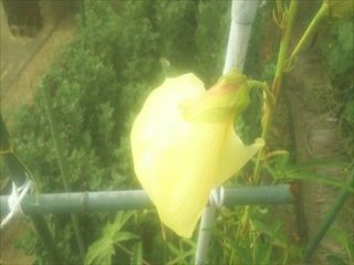 f:id:usiusi111:20200901073509j:plain