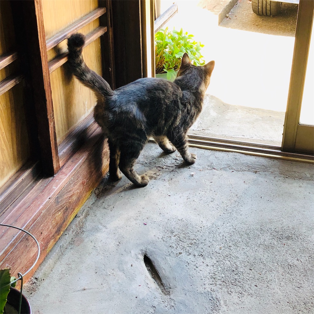 f:id:uso_kawa:20190607091611j:plain