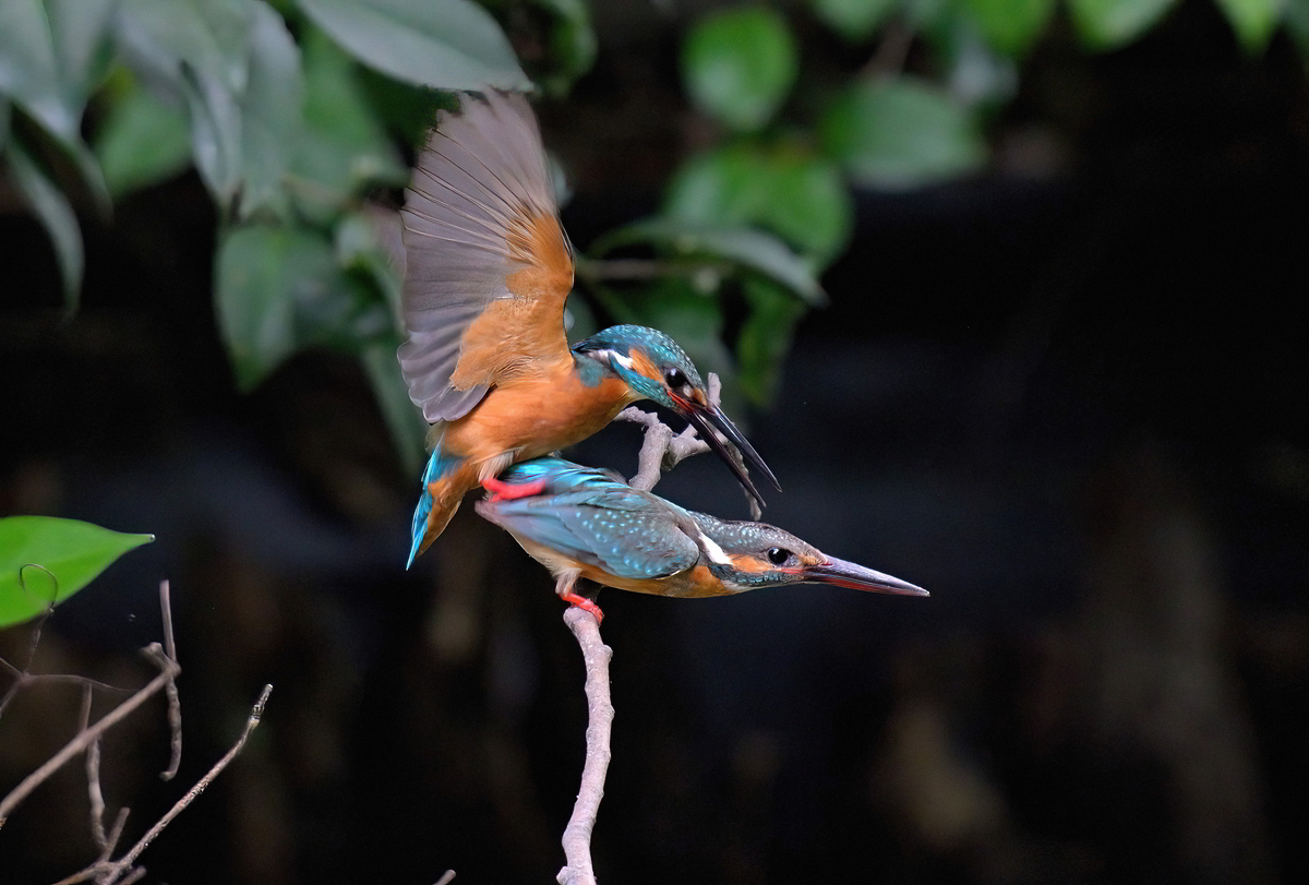 海と鳥 小笠原の海鳥ツアー（9）～アカアシカツオドリ黒尾白色型