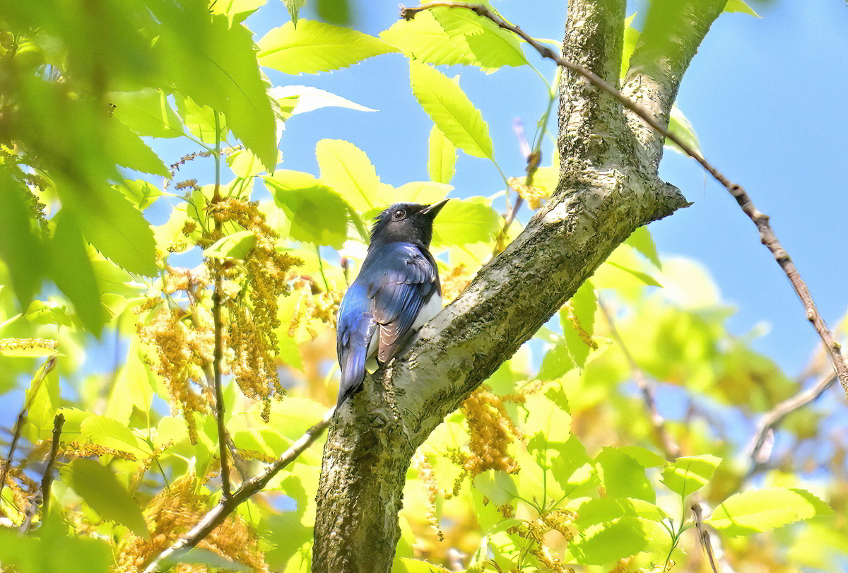 夏鳥がやって来た! - 鳥に遊ばれて