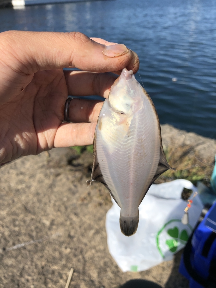 小樽でハゼ釣り 北海道 釣り好きお父さん になる予定 の日常