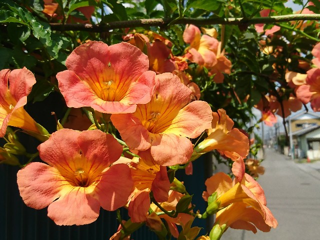 f:id:usuisuiu:20190830162813j:image f:id:usuisuiu:20190830162813j:image