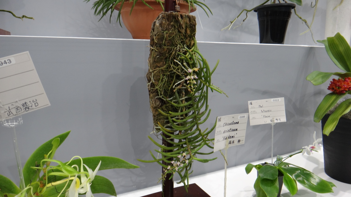 f:id:usukumori1805:20200412131013j:plain f:id:usukumori1805:20200412131013j:plain
