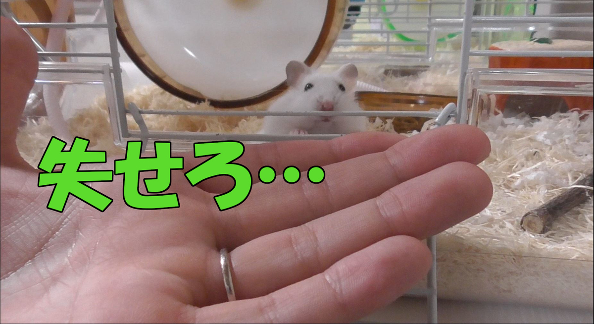 手乗りハムスターの夢! 2 - 20190319231036