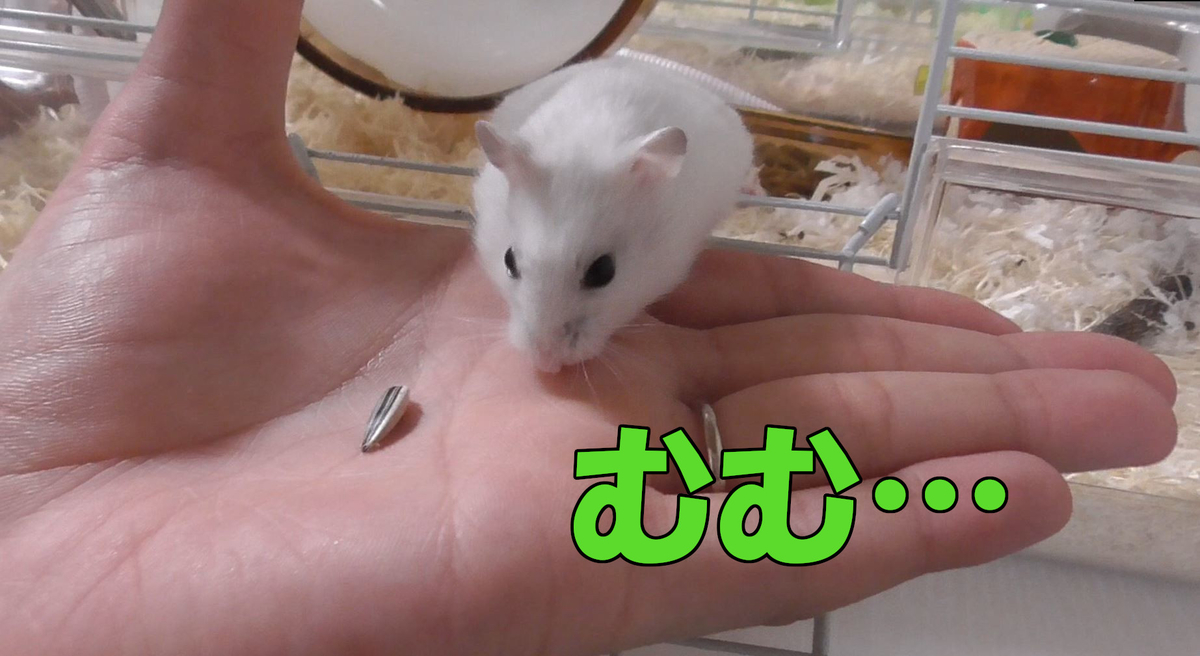 手乗りハムスターの夢! 2 - 20190319231040