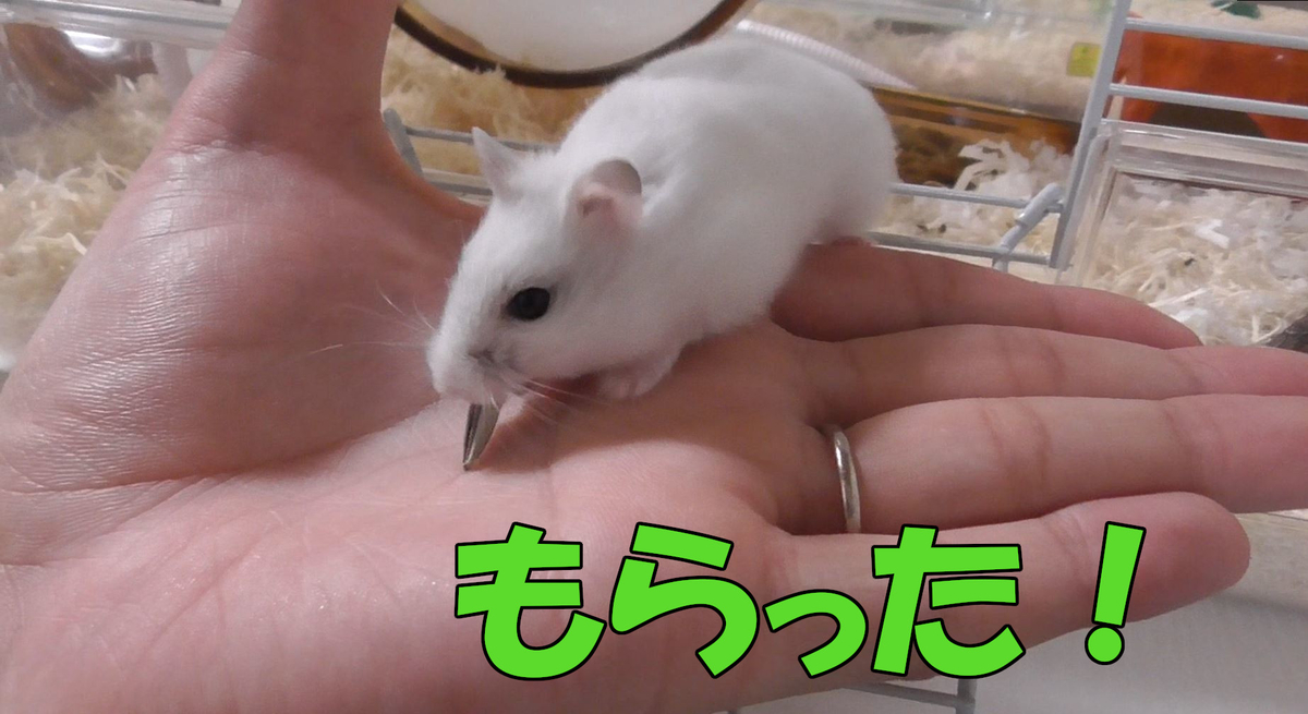 手乗りハムスターの夢! 2 - 20190319231046