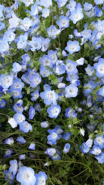 f:id:uta78wallflower:20170424123328j:image f:id:uta78wallflower:20170424123328j:image